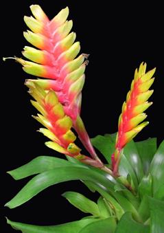 وریزیا ماریا